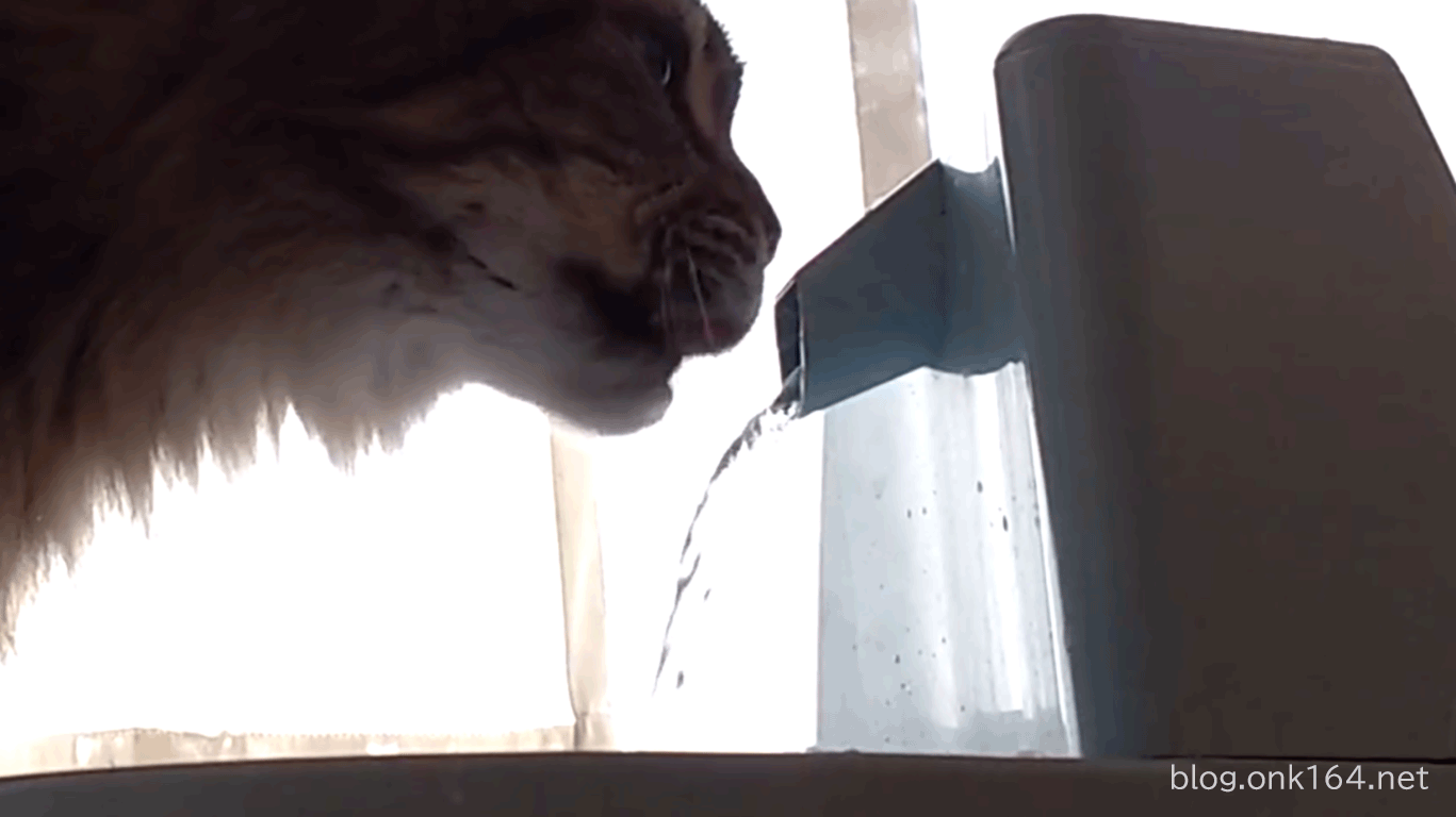 猫が水を飲むときは舌の裏側ですくい上げて飲む。猫トリビア