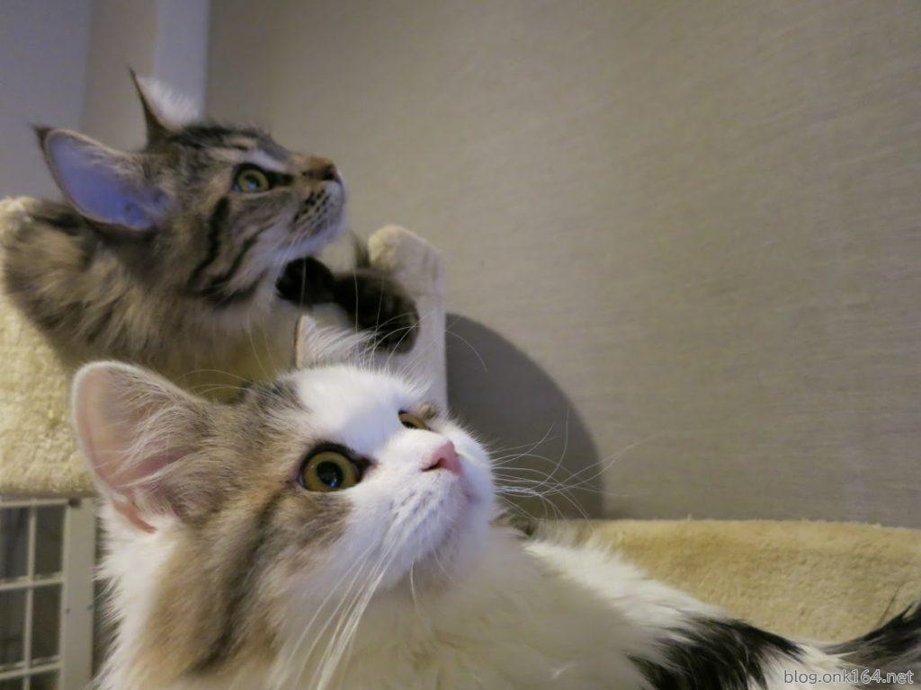 我が家のもふもふ猫達の動画ページ オープン ラガマフィンとメインクーン Blog Onk