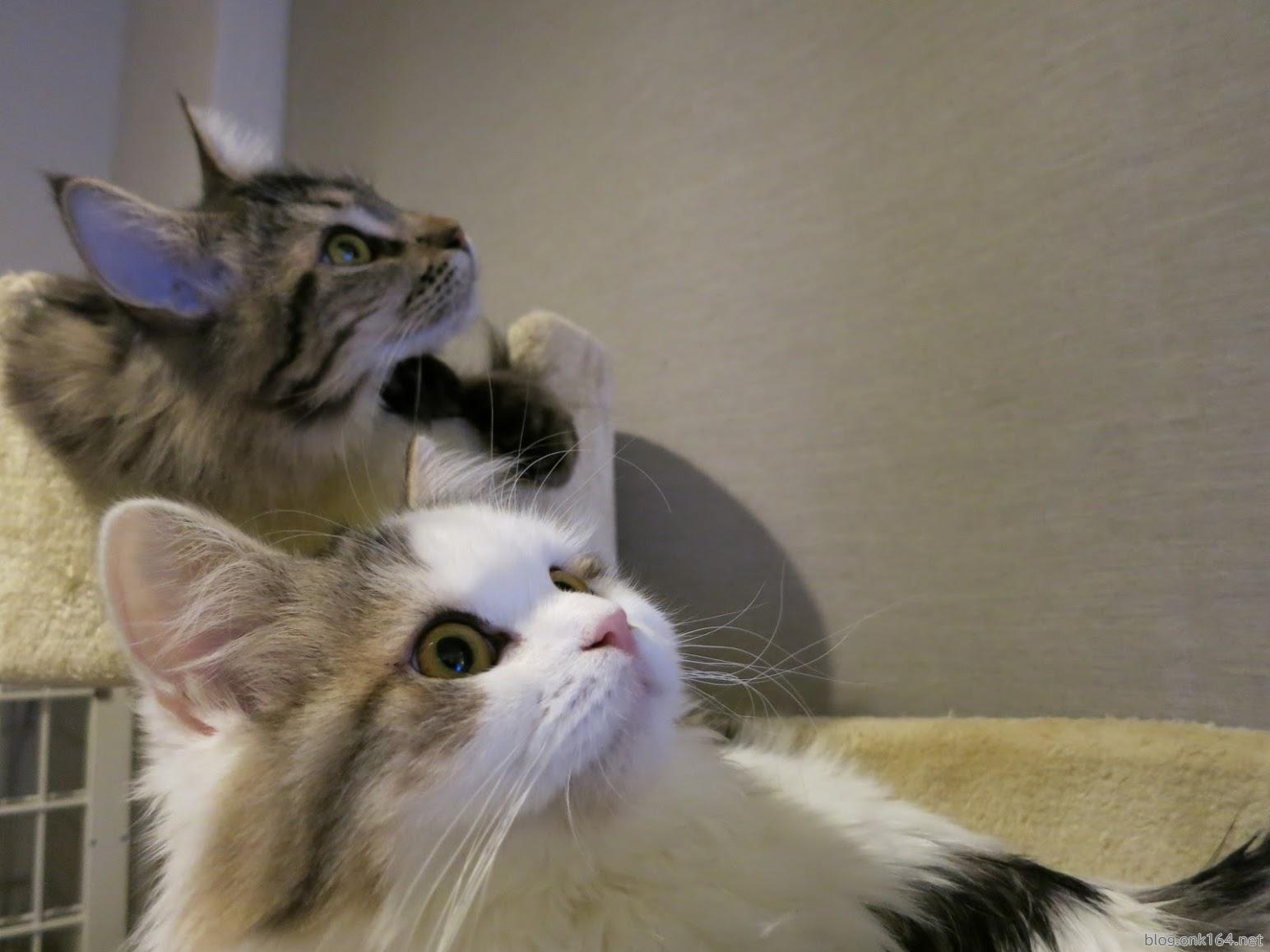 我が家のもふもふ猫動画ページオープン。ラガマフィンとメインクーン
